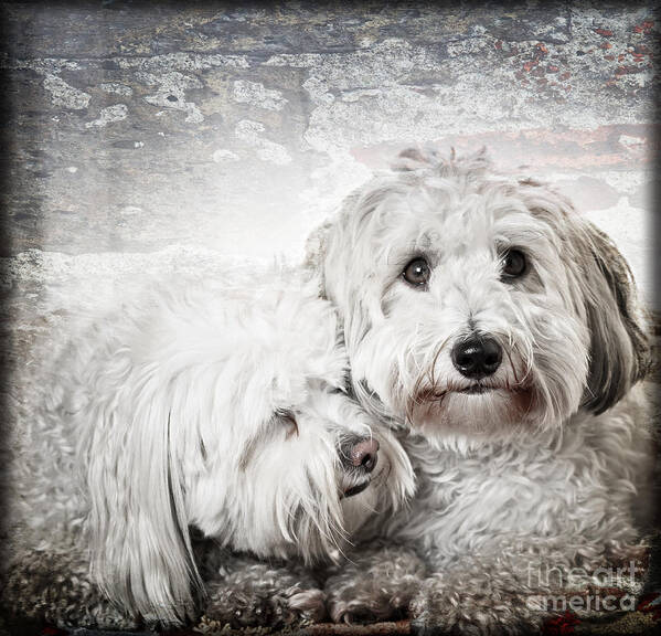 Dogs Poster featuring the photograph Together by Elena Elisseeva