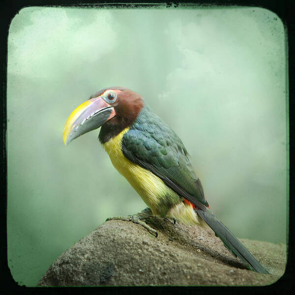 Birds Poster featuring the photograph Toucan perched on a rock - Exotic Bird by Gary Heller