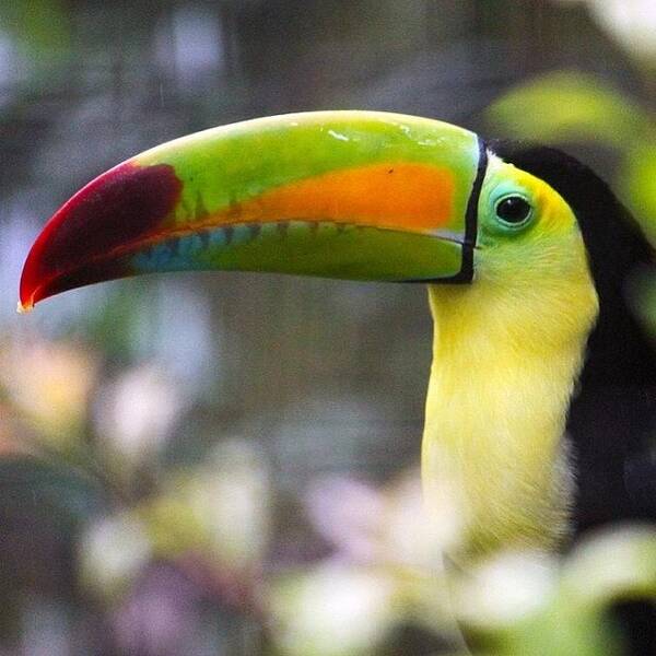 Animals Poster featuring the photograph #toucan #zoo #animals #birds by Craig Price