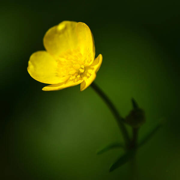 Buttercup Poster featuring the photograph Towards The Light by Steven Poulton