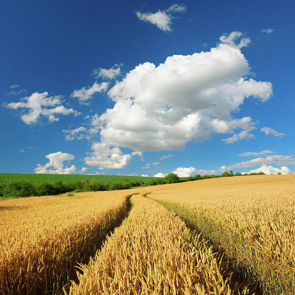 Scenics Poster featuring the photograph Tractor Tracks In Wheat Field Under by Avtg