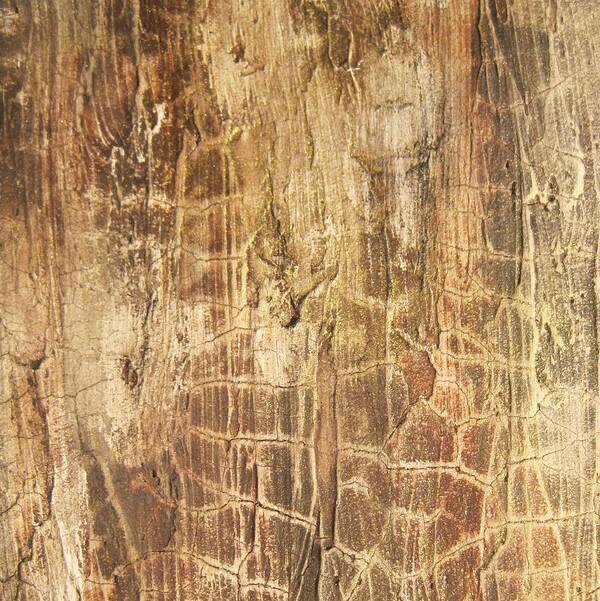 Original Abstract Painting Poster featuring the painting Tree Bark by Alan Casadei