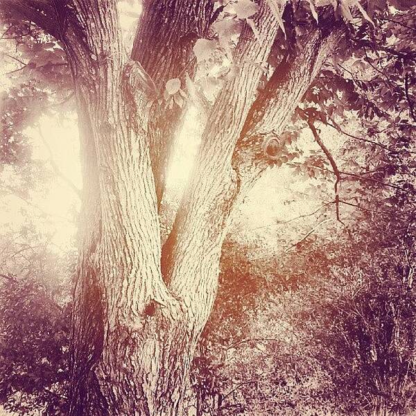 Toned Poster featuring the photograph #trees #allopezpark #tampa #flower by Lydia Gottardi