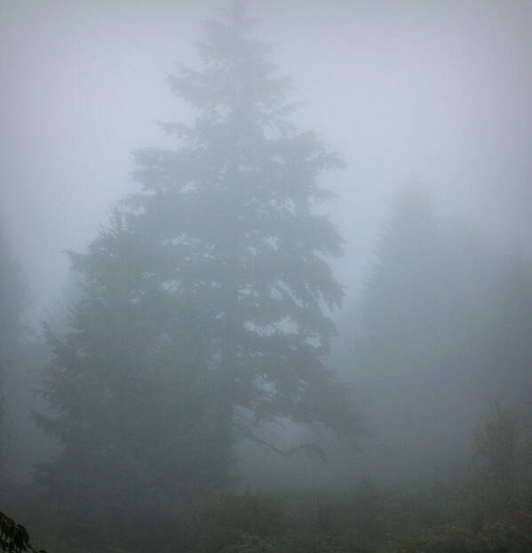 Oregon Poster featuring the photograph Trees In Fog by KATIE Vigil
