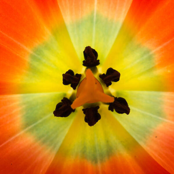 Tulip Poster featuring the photograph Tulip by Patricia Schaefer