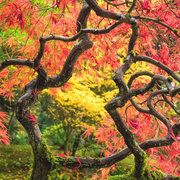 Twisted Poster featuring the photograph Twisted Maple by Kyle Wasielewski