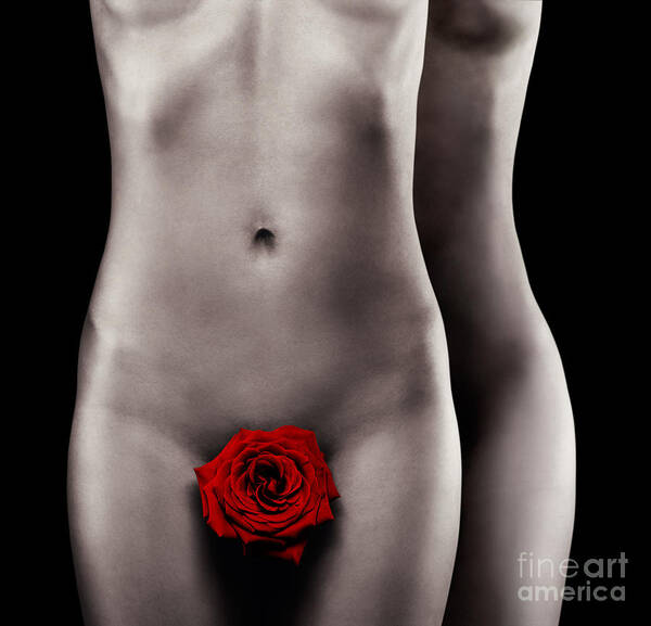 Nude Poster featuring the photograph Two nude woman bodies with red rose gay love concept by Maxim Images Exquisite Prints