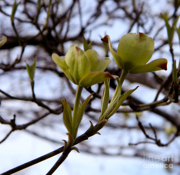 Dogwood Poster featuring the photograph Two of a kind by Andrea Anderegg