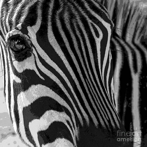 Zebra Poster featuring the photograph Untilted by Robert Meanor