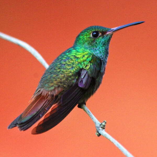 Hummingbird Poster featuring the photograph Vibrant Hummingbird by Nathan Miller