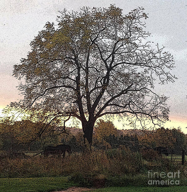 Sunrise Poster featuring the photograph Walnut Tree Series Poster Edges by Conni Schaftenaar