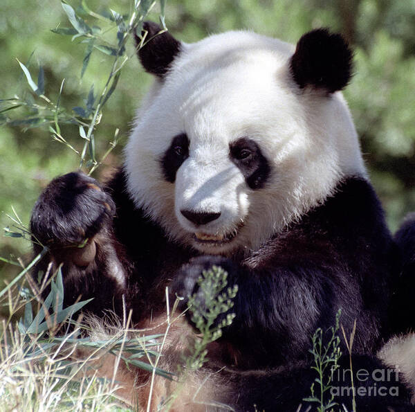 Ailuropoda Melanoleuca Poster featuring the photograph Waving the Bamboo Flag by Liz Leyden