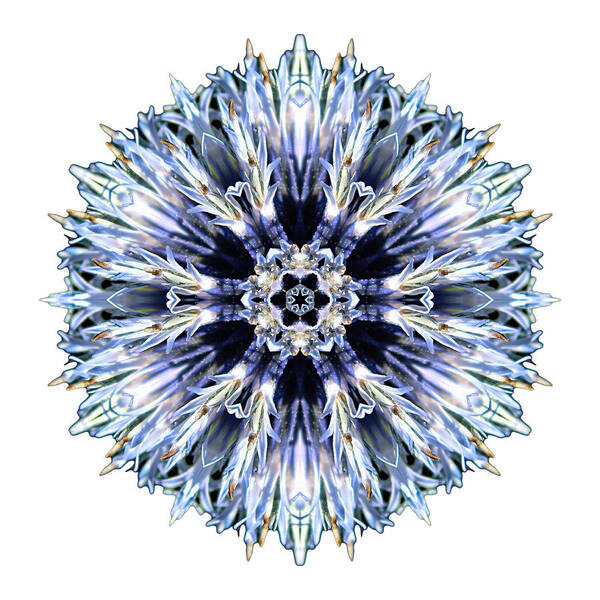 Flower Poster featuring the photograph Blue Globe Thistle I Flower Mandala White by David J Bookbinder