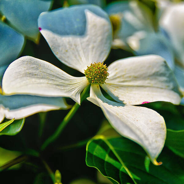 Chanticleer Gardens Poster featuring the photograph White Dogwood Flower by Louis Dallara