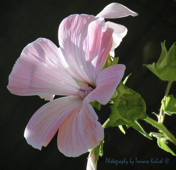Tamara Kulish Poster featuring the photograph White Flower in Michelles Garden by Tamara Kulish