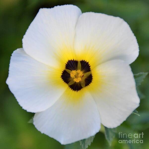White Flower-spotlight Poster featuring the photograph White Flower- Spotlight by Darla Wood