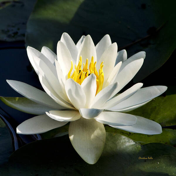 Water Lily Poster featuring the photograph White Water Lily by Christina Rollo