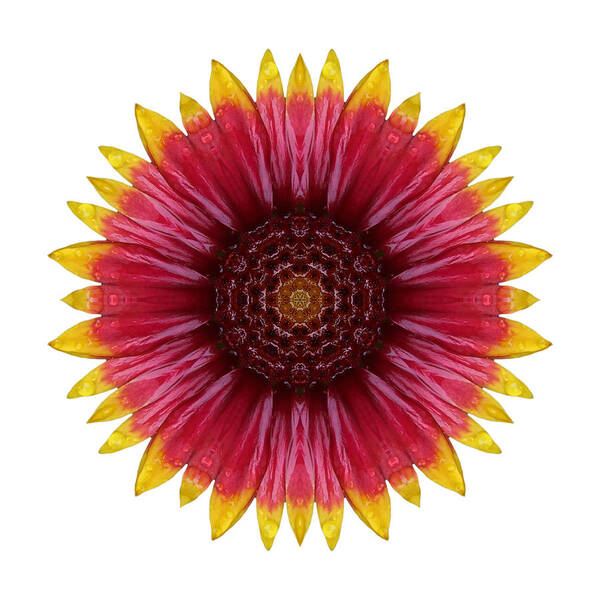 Flower Poster featuring the photograph Galliardia Arizona Sun I Flower Mandala White by David J Bookbinder