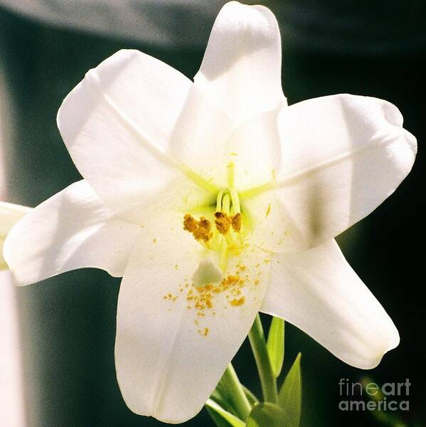 Easter Lily Portrait Poster featuring the photograph Easter Lily Up Close, Bermuda by Marcus Dagan