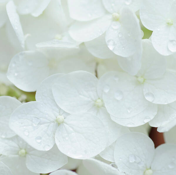 Petal Poster featuring the photograph White Hydrangea by Nine Ok