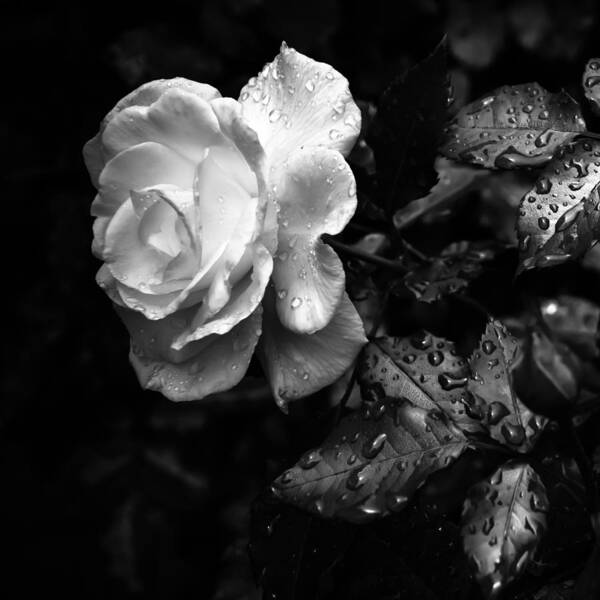 Rose Poster featuring the photograph White Rose Full Bloom by Darryl Dalton