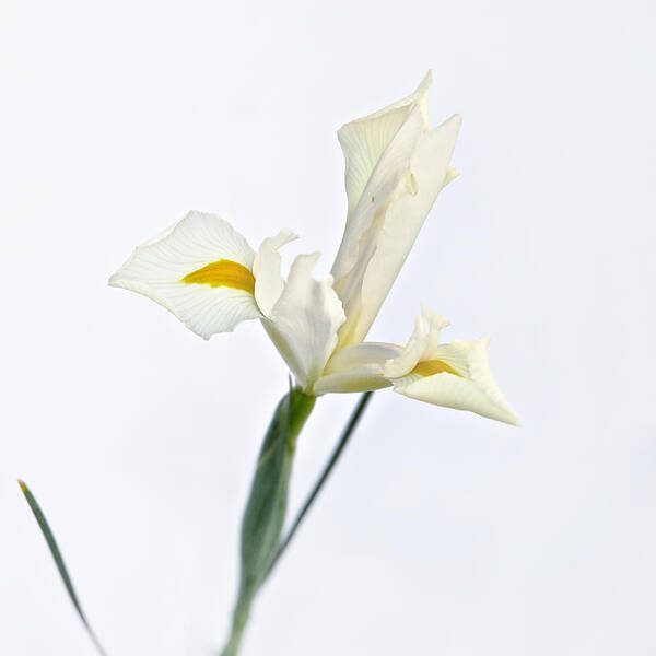 Flower Poster featuring the photograph White Iris on White by Mary Lee Dereske