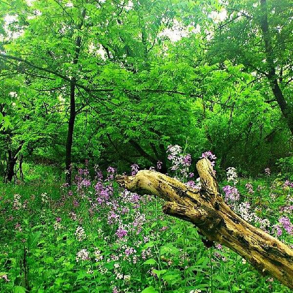 Nature_obsession_landscapes Poster featuring the photograph Wild Flowers.... #landscapestyles_gf by Mr. B