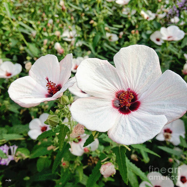 Crimson-eyed Mallow Poster featuring the photograph Wild Flowers by Scott Pellegrin