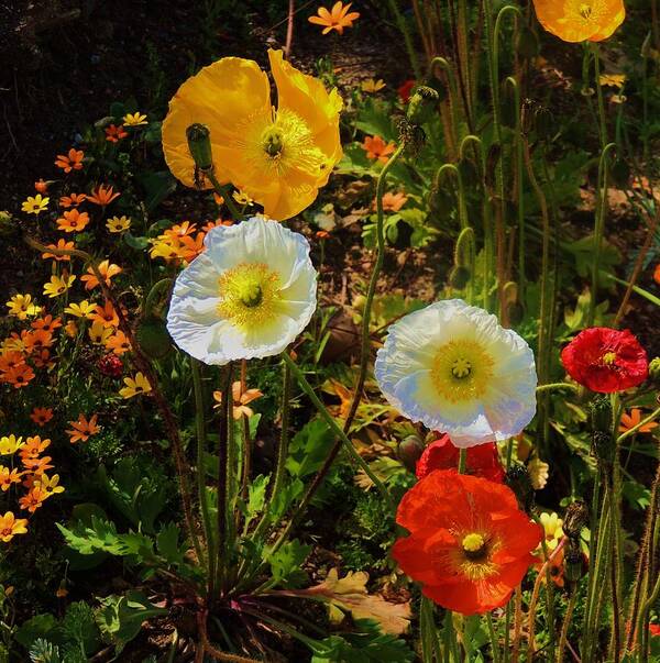 California Poppies Poster featuring the photograph Wild Poppies by Helen Carson
