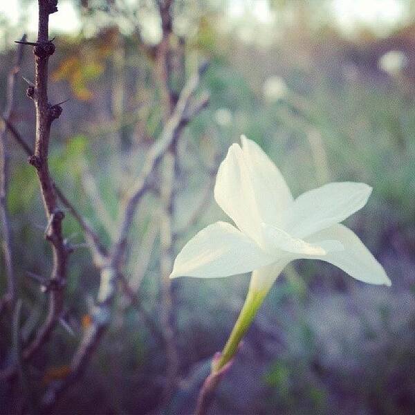 Ig_wonderfulnature Poster featuring the photograph Wild Rain Lily (i Think). Delicate by Melinda Ledsome
