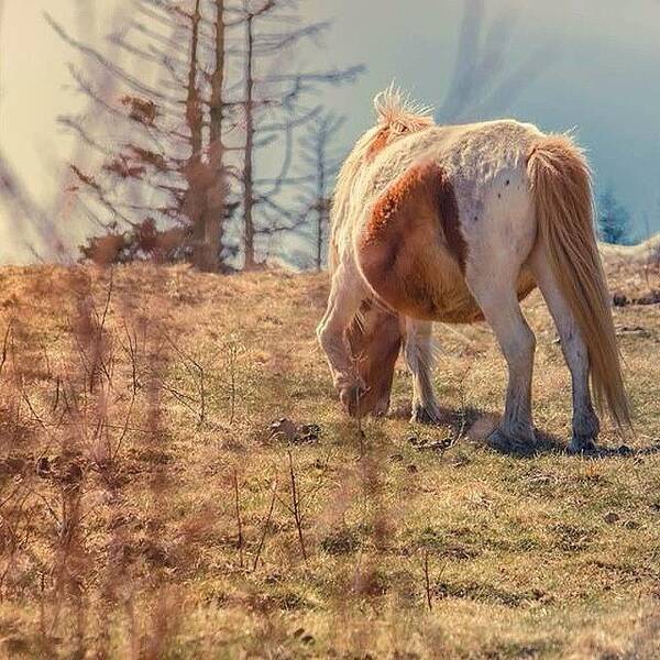 Va Poster featuring the photograph Wild, Wild, Wild Horses.. #mountrogers by Casey Moretz 