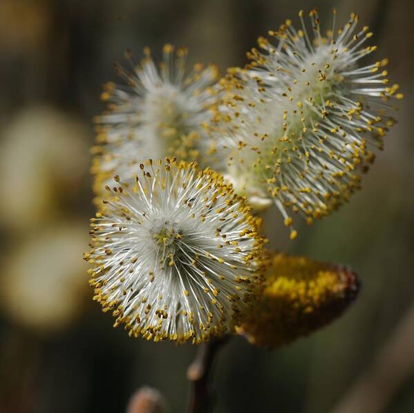 Salix Discolor Poster featuring the photograph Willow Blooming by Ian Ashbaugh