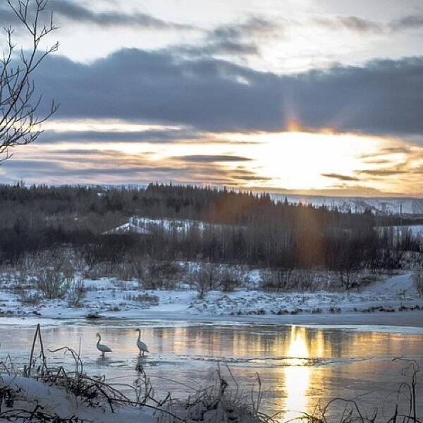 Iceland Poster featuring the photograph #winter #iceland #swan #lake #sunset by Anna Sig