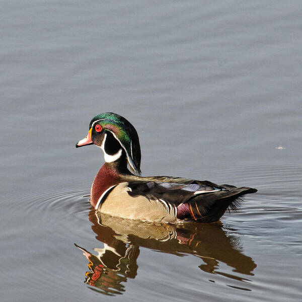 Wood Duck Poster featuring the photograph Wood Duck by David Armstrong