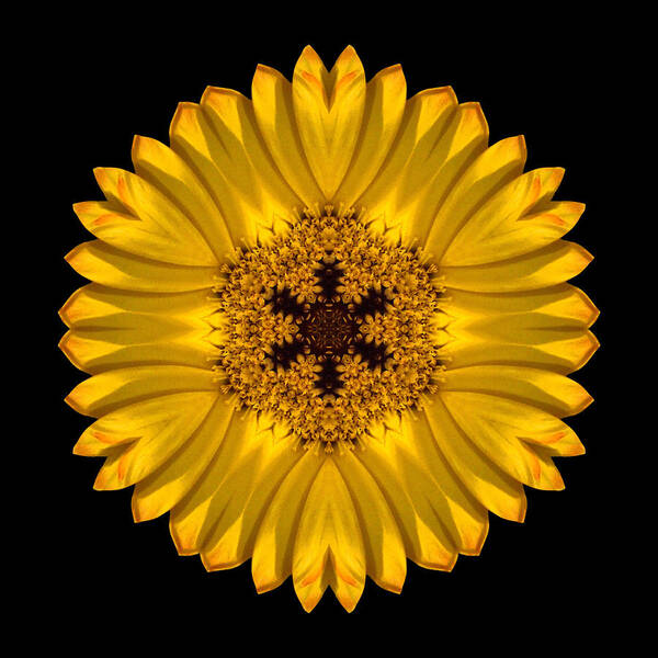 Flower Poster featuring the photograph Yellow African Daisy Flower Mandala by David J Bookbinder