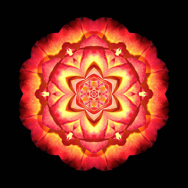 Flower Poster featuring the photograph Yellow and Red Rose II Flower MandalaFlower Mandala by David J Bookbinder