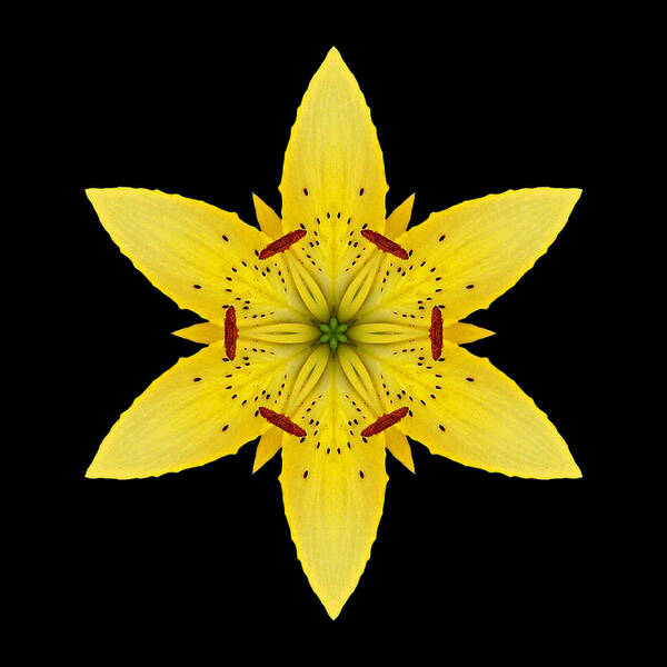 Flower Poster featuring the photograph Yellow Lily I Flower Mandala by David J Bookbinder