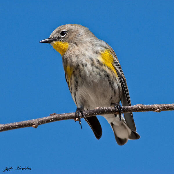 Adult Poster featuring the photograph Yellow-Rumped Warbler by Jeff Goulden