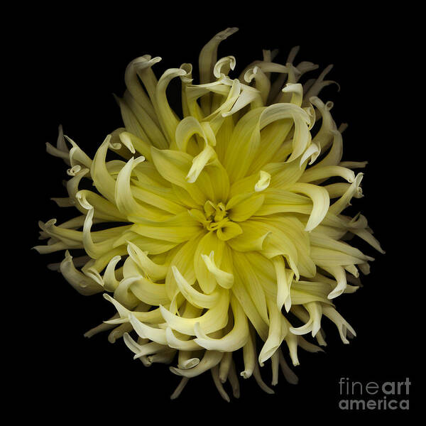 Beautiful Poster featuring the photograph Yellow Spider Dahlia by Oscar Gutierrez