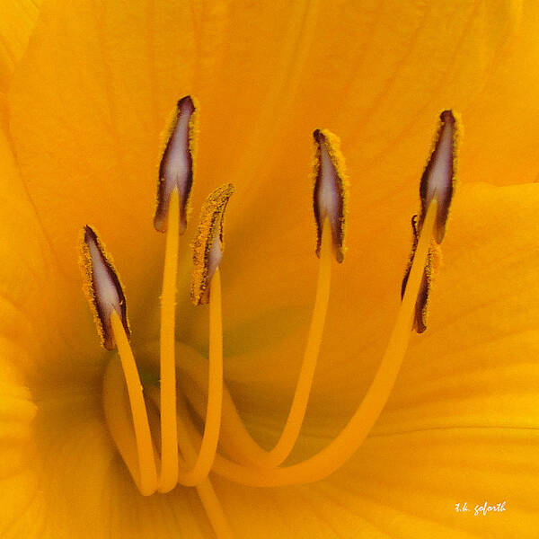 Yellow Flower Poster featuring the photograph Yellow Stamens Squared by TK Goforth