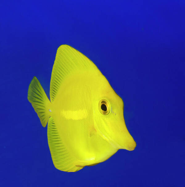 Nobody Poster featuring the photograph Yellow Tang by Nigel Downer