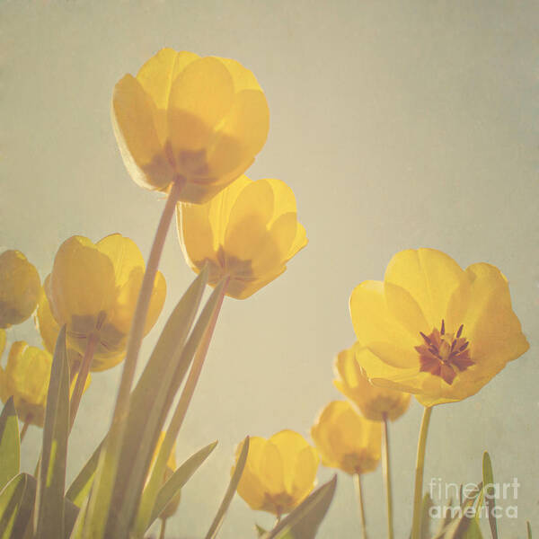 Yellow Poster featuring the photograph Yellow tulips by Diana Kraleva