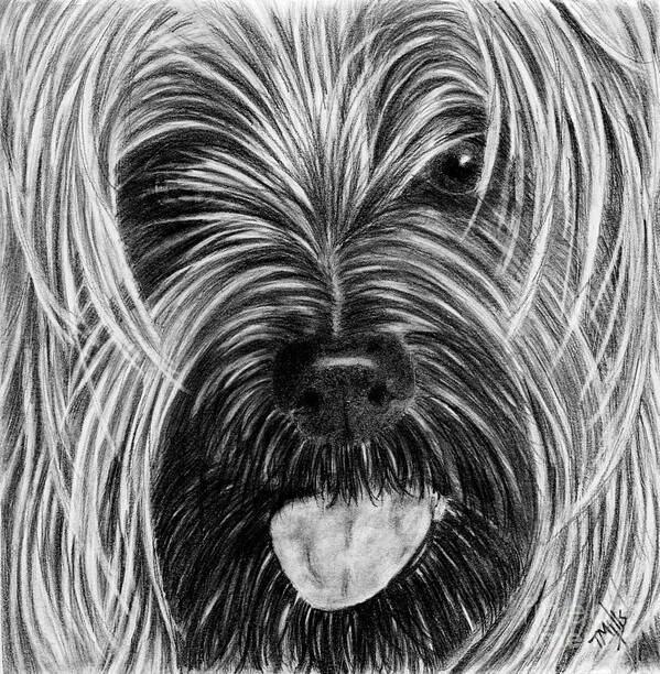 Yorkie Poster featuring the drawing Yorkie Face by Terri Mills