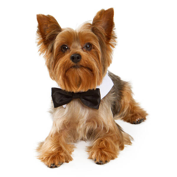 Dog Poster featuring the photograph Yorkshire Terrier Dog With Black Tie by Good Focused