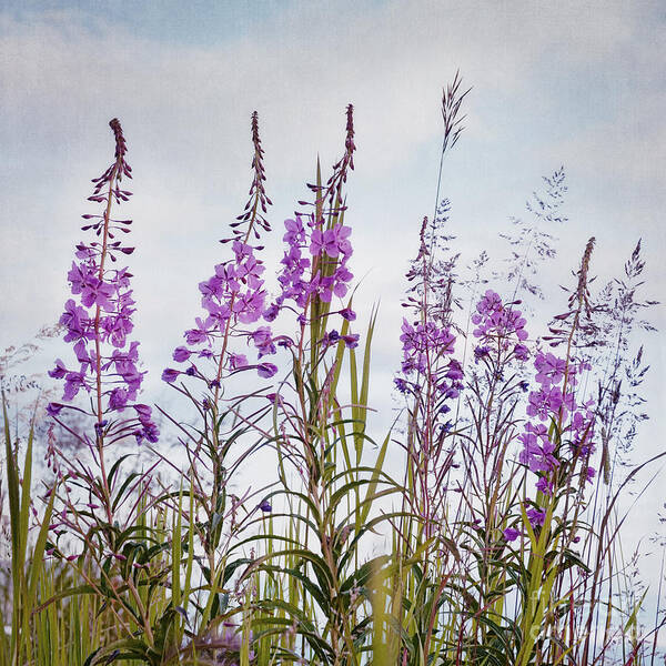 Fireweed Poster featuring the photograph Yukon State Flower by Priska Wettstein