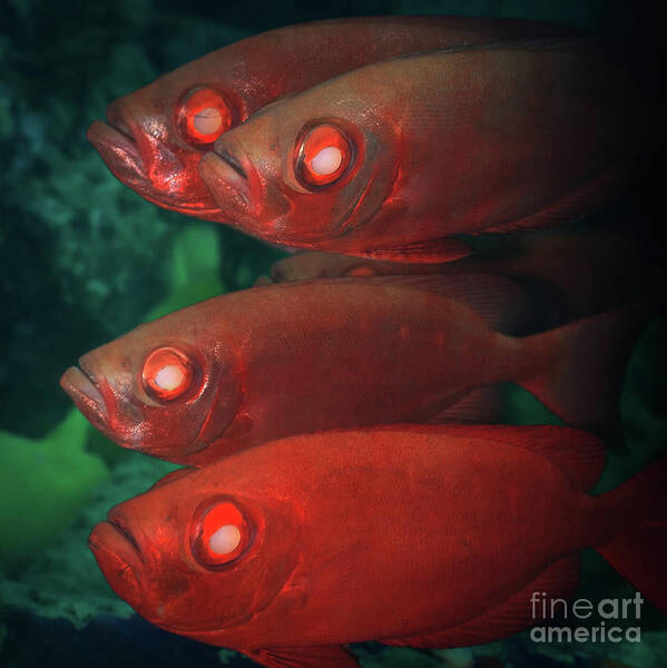Cardinalfishes Poster featuring the photograph Cardinalfishes #1 by MotHaiBaPhoto Prints