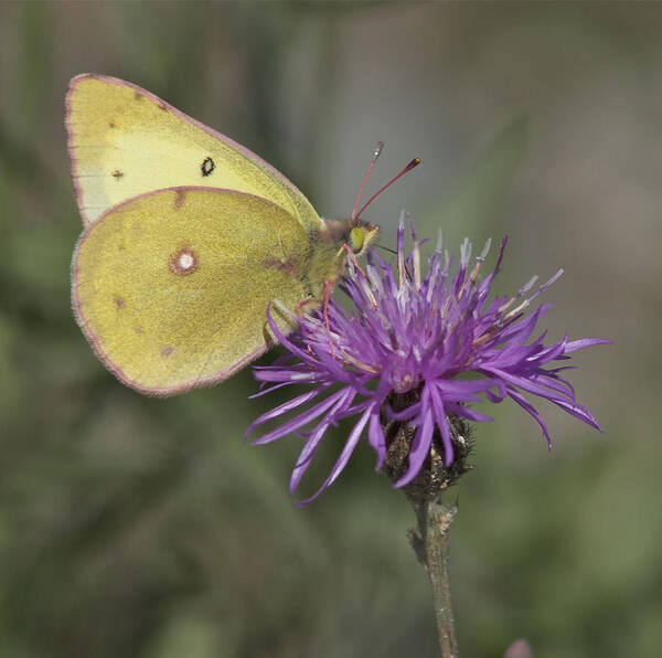 Butterfly Poster featuring the photograph Clouded Yellow Butterfly #1 by Cathie Douglas