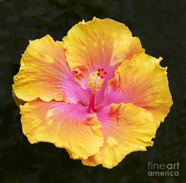Hibiscus Flowers Flower Floral Bloom Blossom Blooming Garden Nature Plant Petals Plants Grow Species Garden One Single 1 Petals Close-up Close Up Cultivate Botanical Botany Nature Poster featuring the photograph Hibiscus #1 by Tony Cordoza