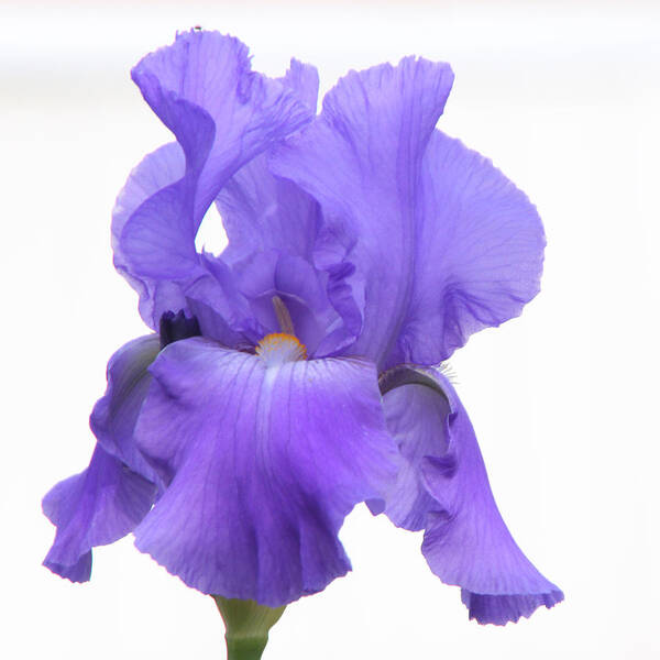 Iris Poster featuring the photograph Purple Iris on White #1 by Kristy Jeppson