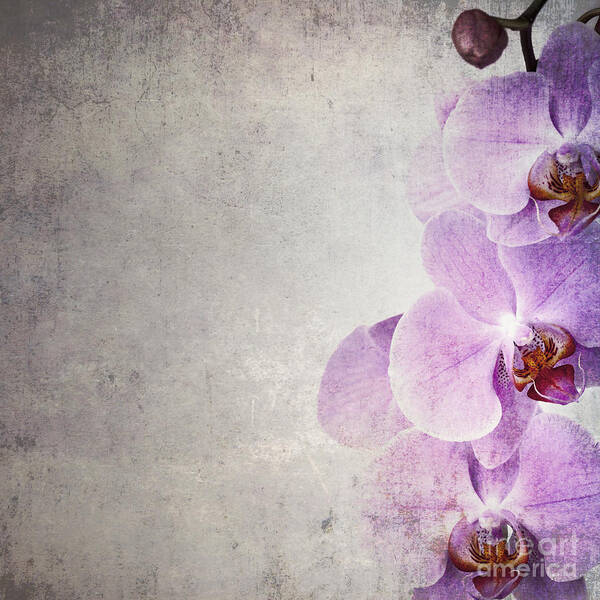 Bud Poster featuring the photograph Vintage orchids #1 by Jane Rix